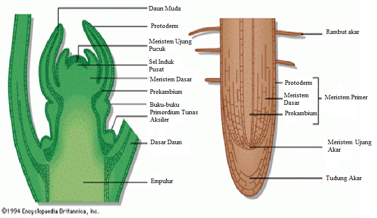 Ratna Dewi Wulaningsih Tanaman