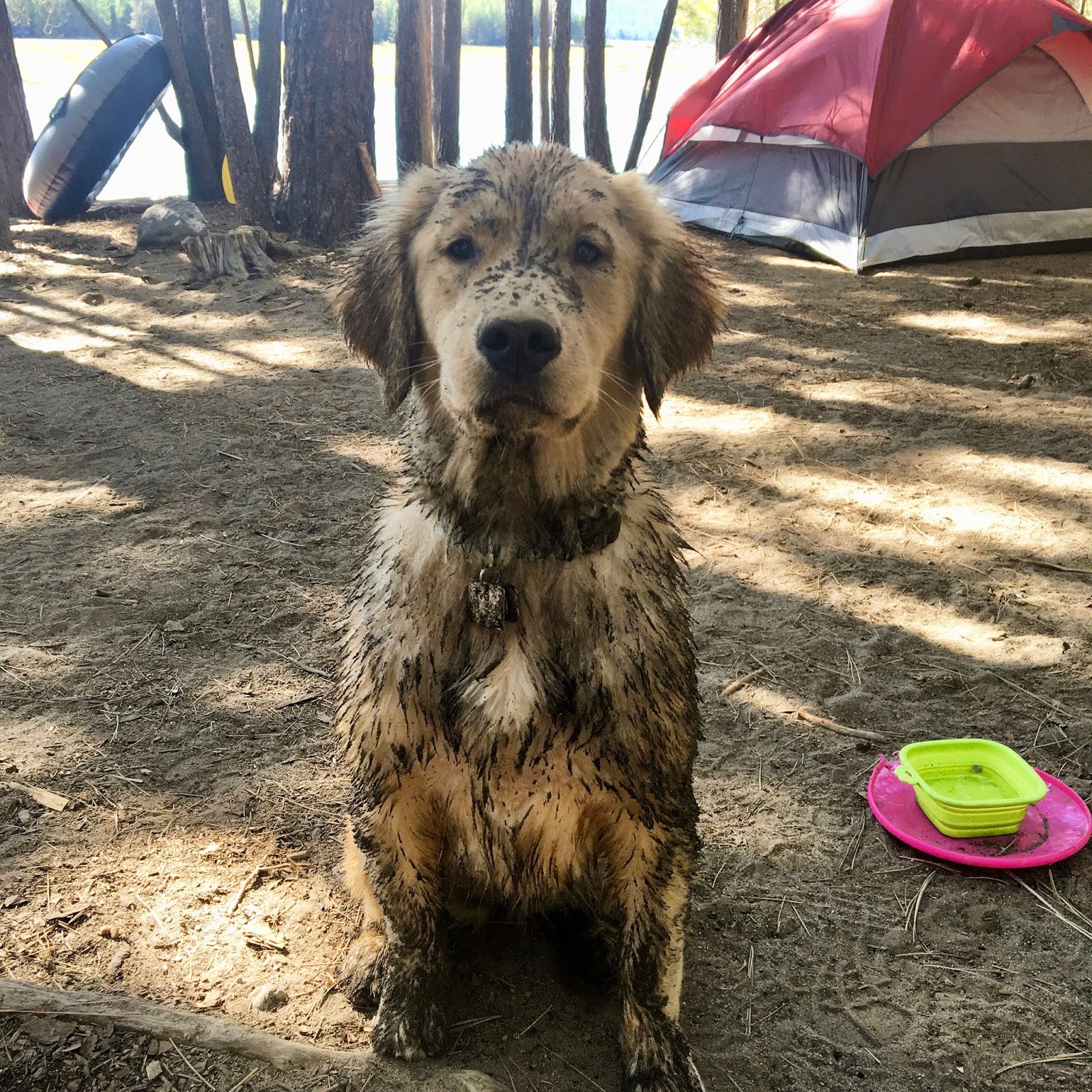 genetic testing for golden retrievers