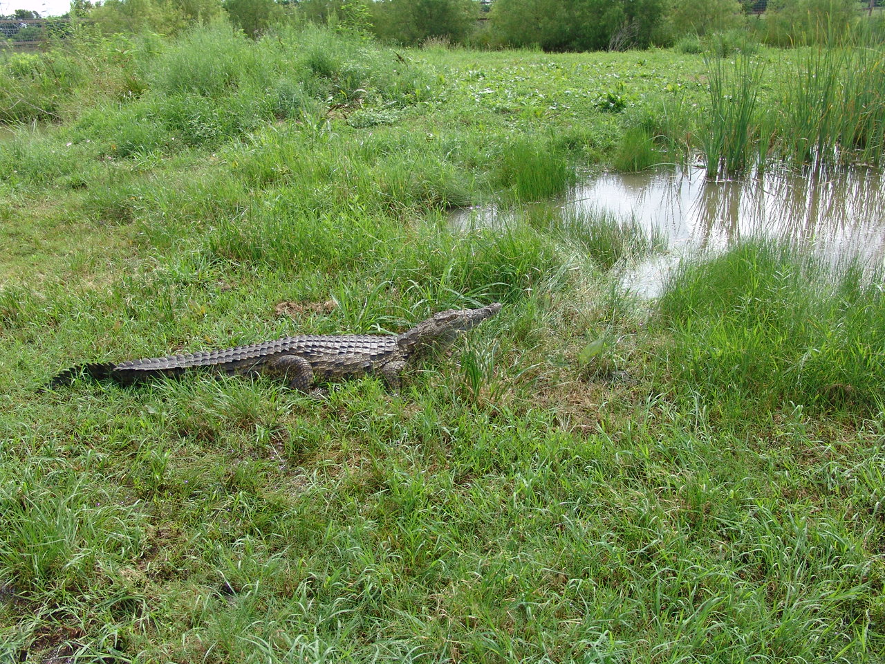 Because I Love You: Crocodile Encounter