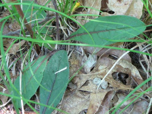 rattlesnake weed leaves