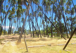 Molokai_ The KING's Coconut Grove