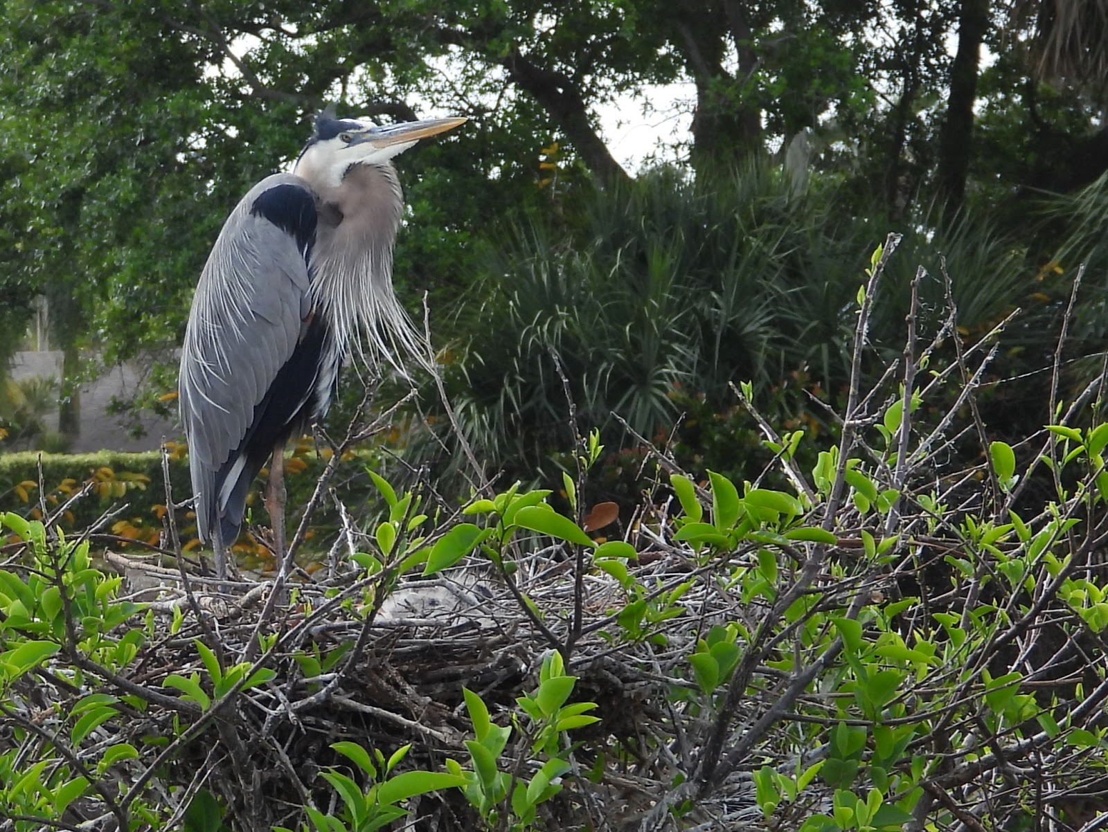 Bird & Travel Photos, Birding Sites, Bird Information GREAT BLUE HERON