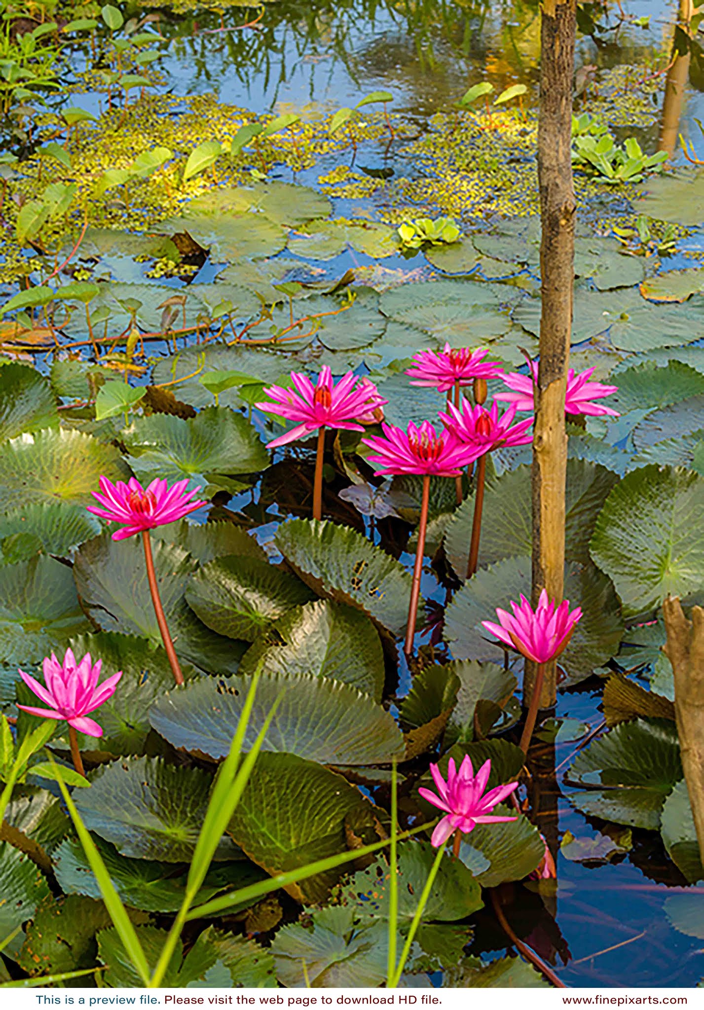 Pink water lily flower 0013