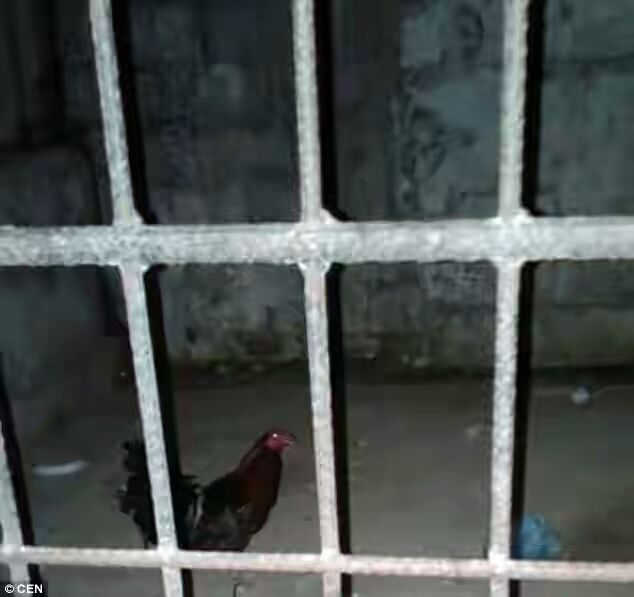 Photos Oh Human!!! Chicken Gets Arrested And Locked Up In Prison For