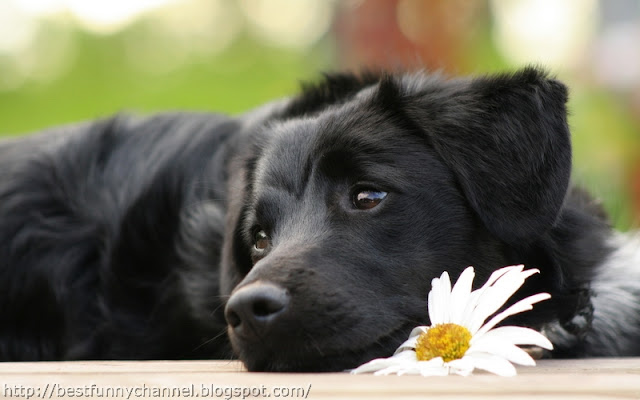 Cute black dog.