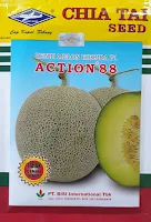 melon,benih melon,melon action 88,cap kapal terbang,buah melon,bibit melon,lmga agro