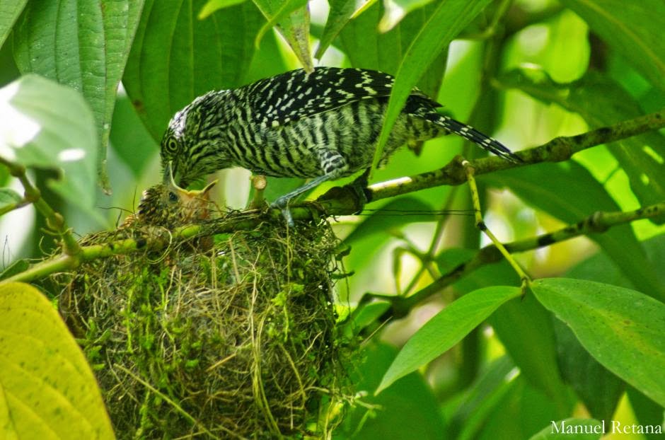 Argentina nativa Choca listada (Thamnophilus doliatus)