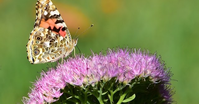 30 Gambar Flora Dan Fauna Server Gambar 30 Gambar Flora Dan Fauna Server Gambar