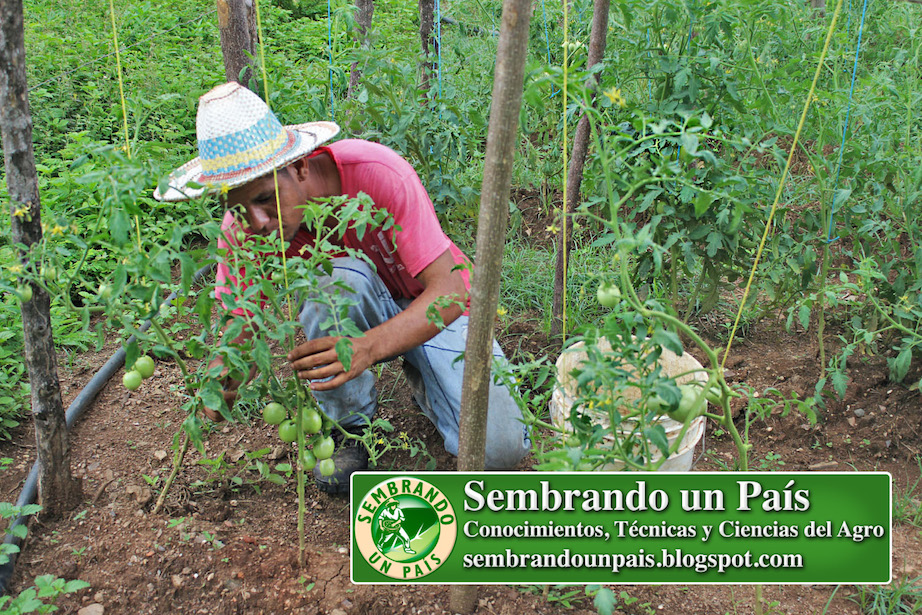 podando las plantas de tomates