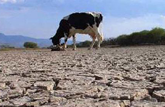 Sin agua miles de quintanarroenses del Sur: vacas flacas y cosechas de frijol las consecuencias