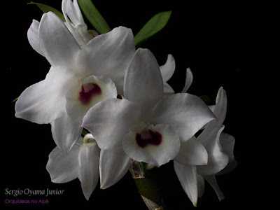 Orquídea Dendrobium híbrida Orquídea Dendrobium híbrida