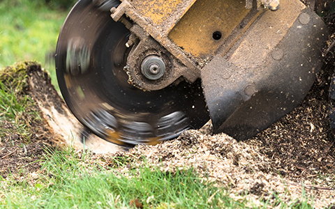 Grinding a tree stump to kill and stop the tree from growing back