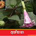 අත්තන [Attana] (Datura Metel)