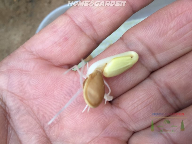 Germinating Zucchini Seeds Indoors