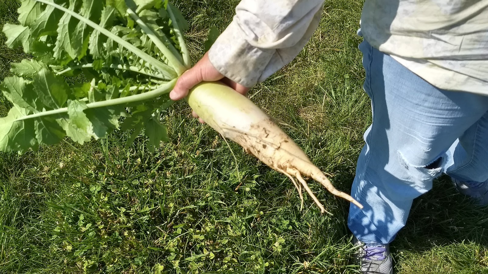 Simple Living In Nancy Growing Colourful Hydrangea In My Garden