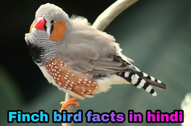 Facts About Finch Bird In Hindi