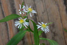 Panicled Aster - native wildflower