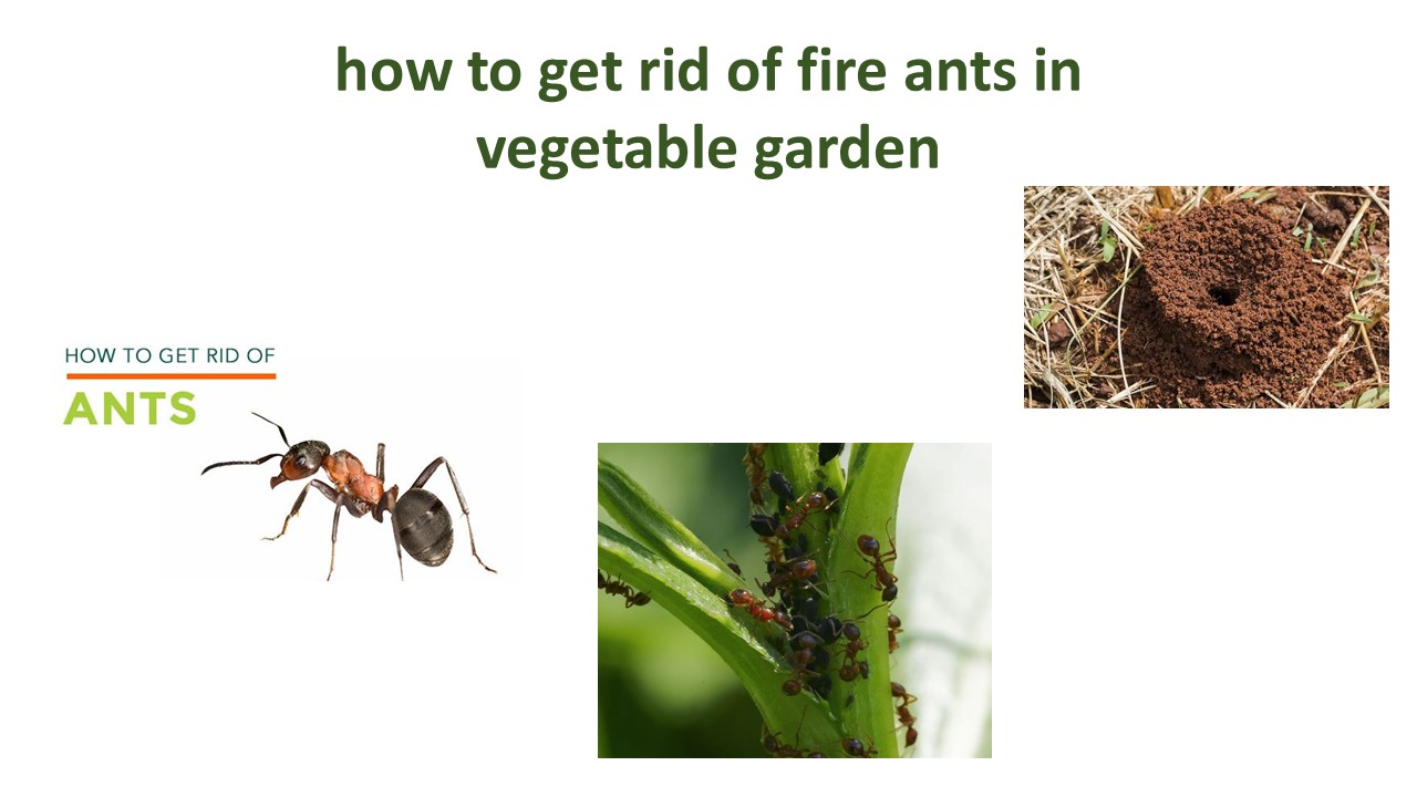 how to get rid of fire ants in vegetable garden