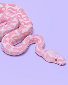 snake images