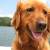 12 Reasons Why You Should Never Own Golden Retrievers