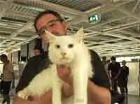 Making-of anuncio de Ikea Inglaterra con 100 gatos