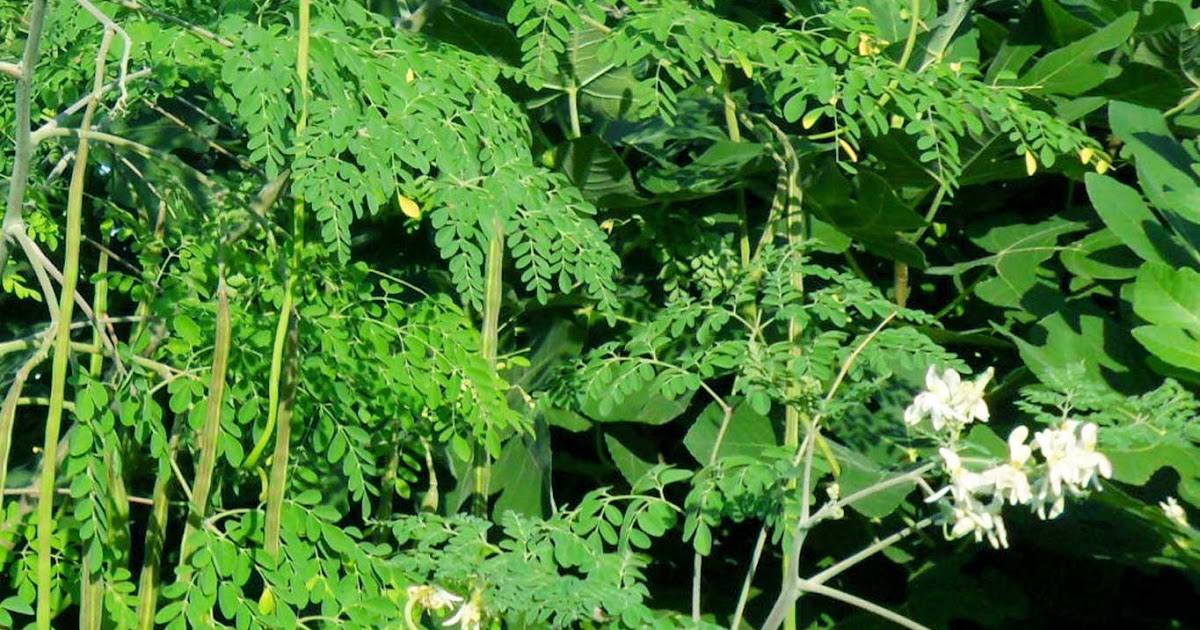 BEST MEDICINAL USE OF DRUMSTICK