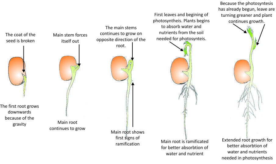 hypothesis on seed germination
