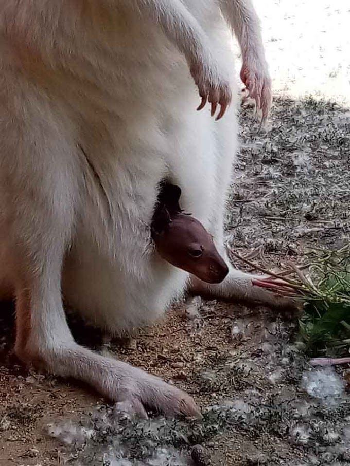 Baby-Boom im Zoo Skopje