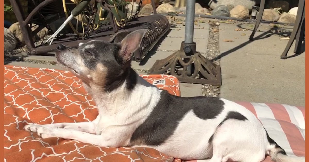 bailey unleashed bed hog