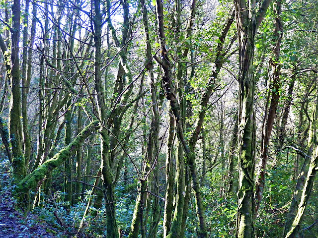 Trees on the National Cycle Track, Cornwall