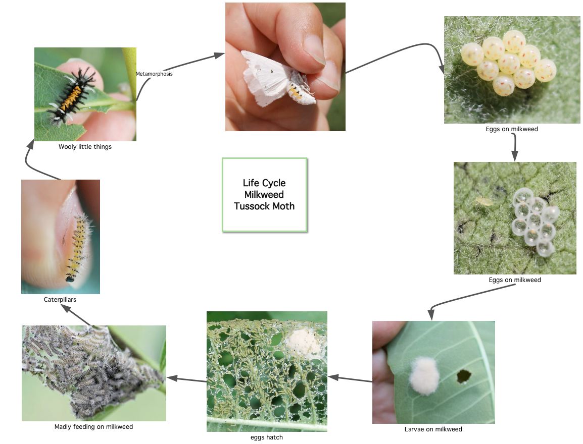 Reflections from Crumbly Acres Milkweed Tussock Moth Euchaetes egle
