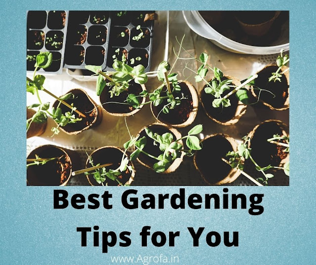 Best Gardening Tips and Tricks For You