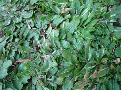 Rumput gajah mini , gajah mini Bergaransi Rumput gajah mini , gajah mini Bergaransi
