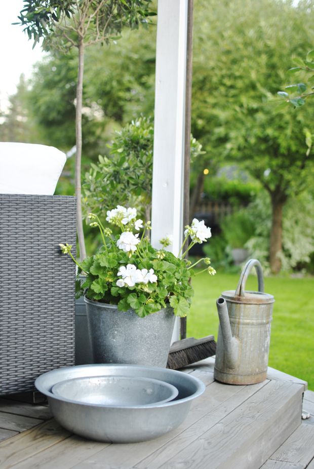 vit pelargon zinkvattenkanna zinkbalja olivträd