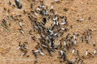 Sipelgad sagimas
