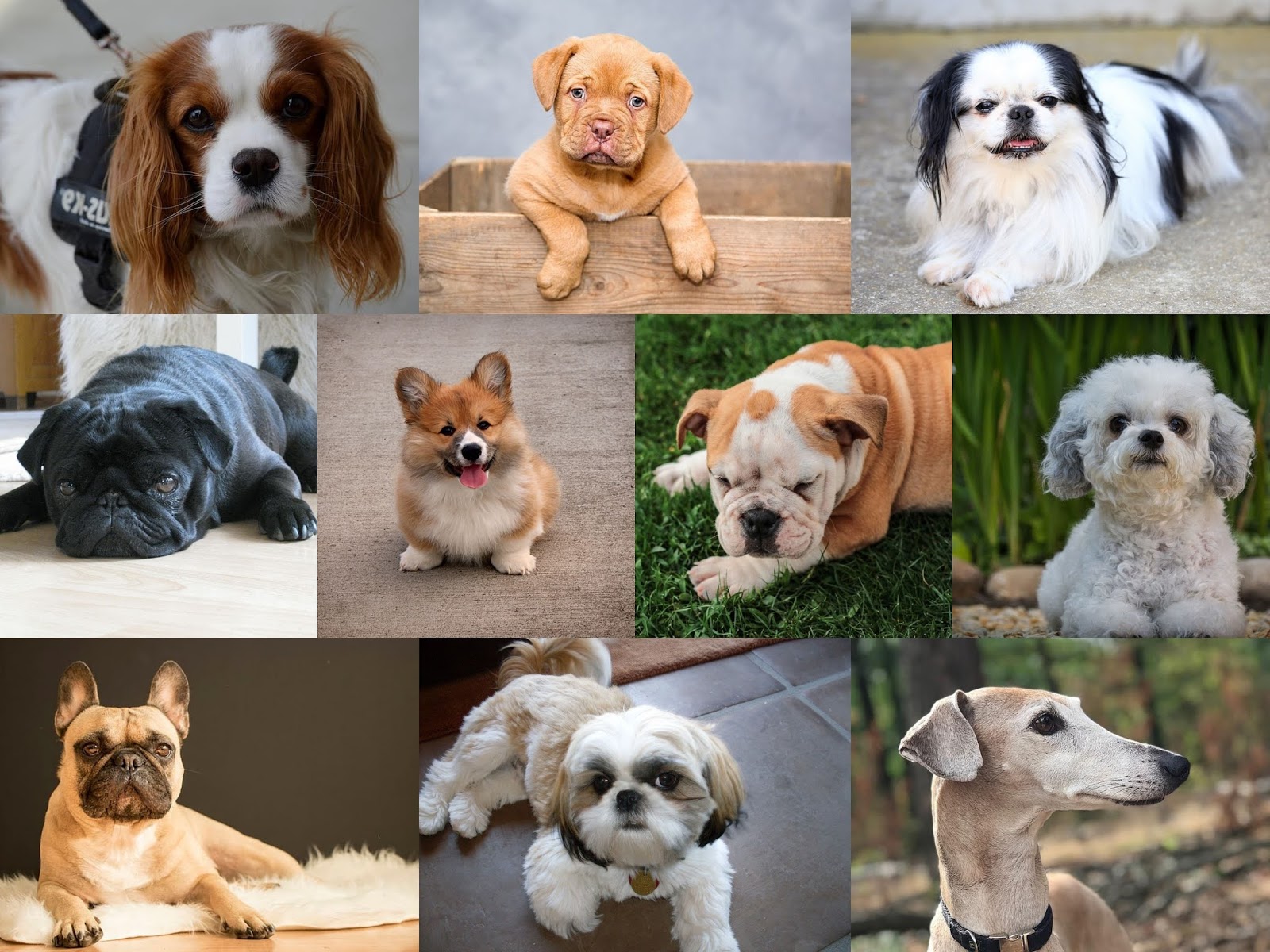 Pink paws The 10 best dogs for apartments you will love to own