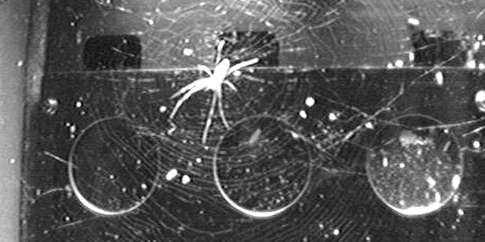 The Sputniks Orbit Spiders in space Without gravity, light key to orientation