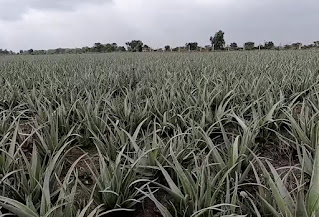 Aloe vera ki hybrid variety एलोवेरा की हाईब्रिड वैरायटी की खेती करे किसान और ले ज़बरदस्त मुनाफा।
