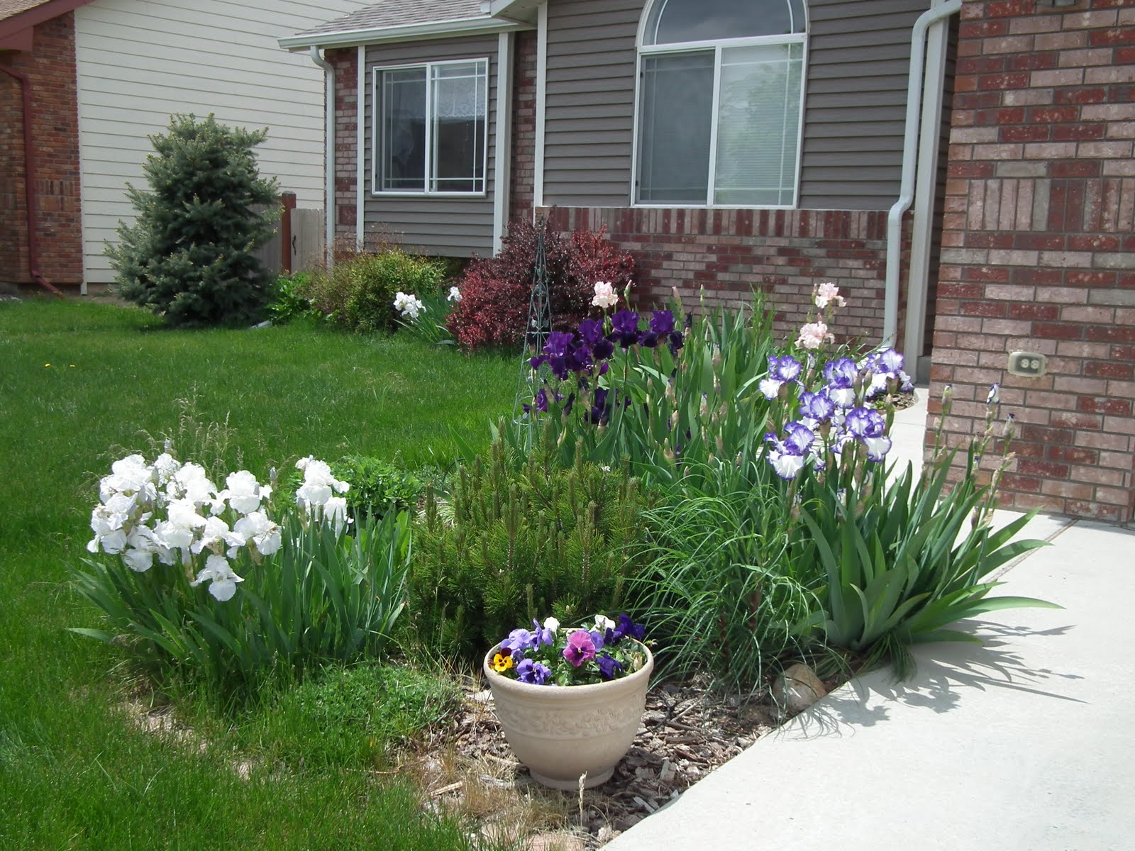 Plum Beadacious Lavish Blooms in My Front Yard * Iris