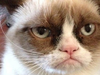 Grumpy Cat Saying No | Funny Collection World