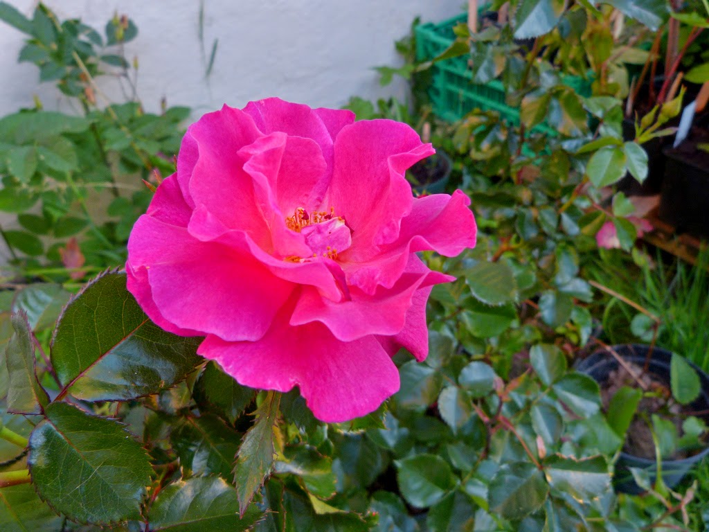 Høneballehaven på Samsø og Hellerupvej på Fyn: En lille pause fra bloggen