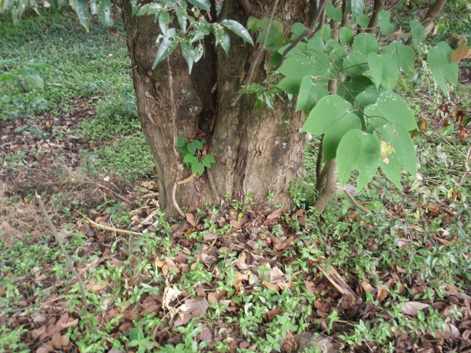 TODO SOBRE EL CASCO DE BUEY