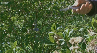 Gardeners World Hydrangea 'Lanarth White