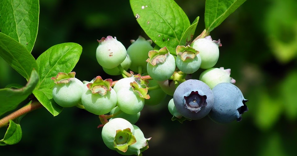 Health Benefits Of Fruits and Vegetables Bilberry
