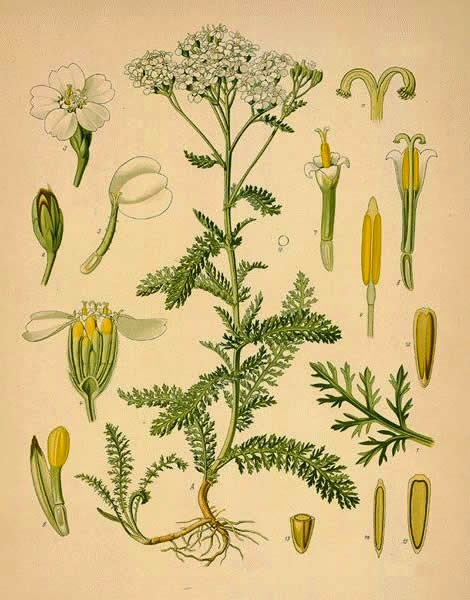 Yarrow diagram