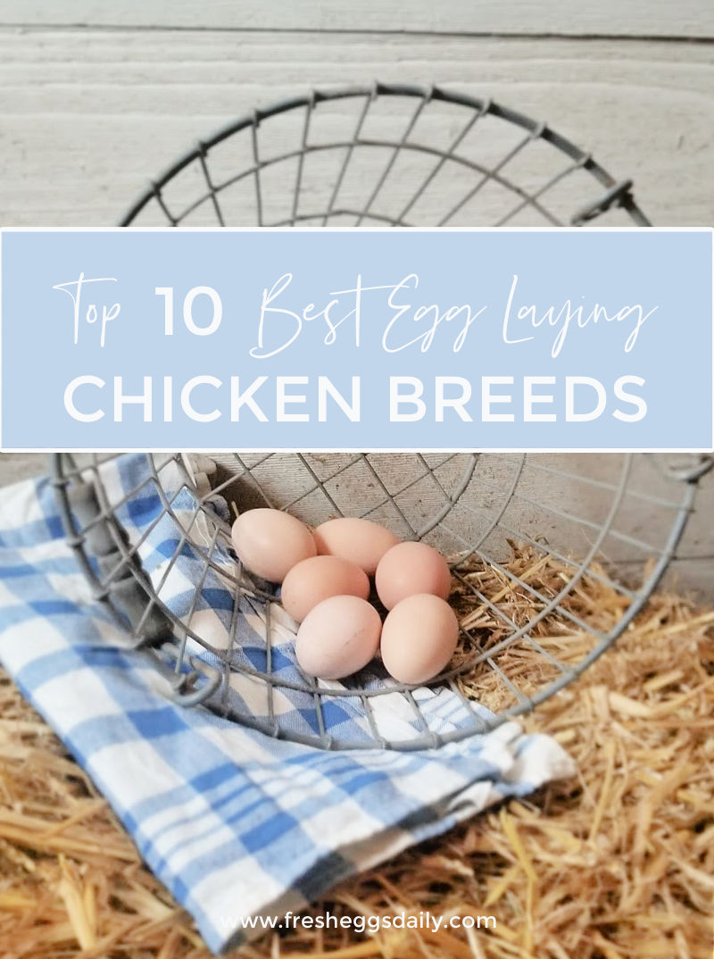Top Egg Laying Chicken Breeds