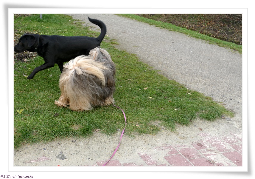 [Hundeblog] Einfach Socke Socke ist natürlich nicht nur Model….