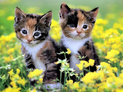 kittens wallpapers animals