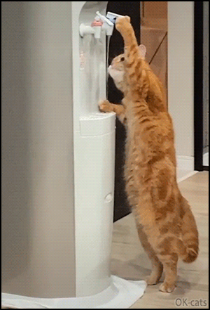 Amazing cat GIF • Clever ginger cat standing up, drinks fresh water using water cooler! Amazing cat GIF • Clever ginger cat standing up, drinks fresh water using water cooler!
