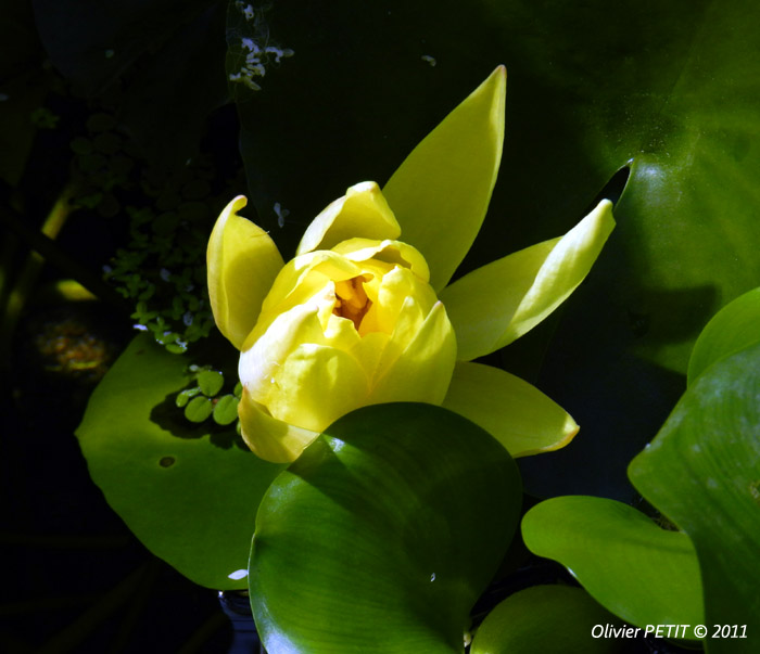 VILLERS-LES-NANCY (54) - Les serres du jardin botanique du Montet-Fleur de nymphea jaune